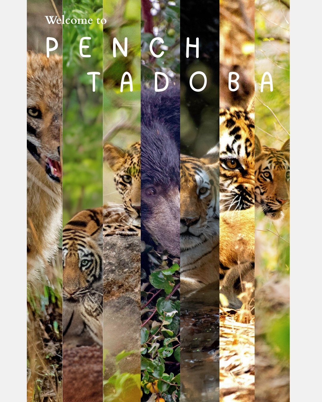 GMB local ranking map pack