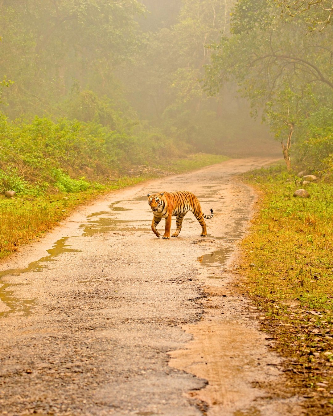 GMB local ranking map pack